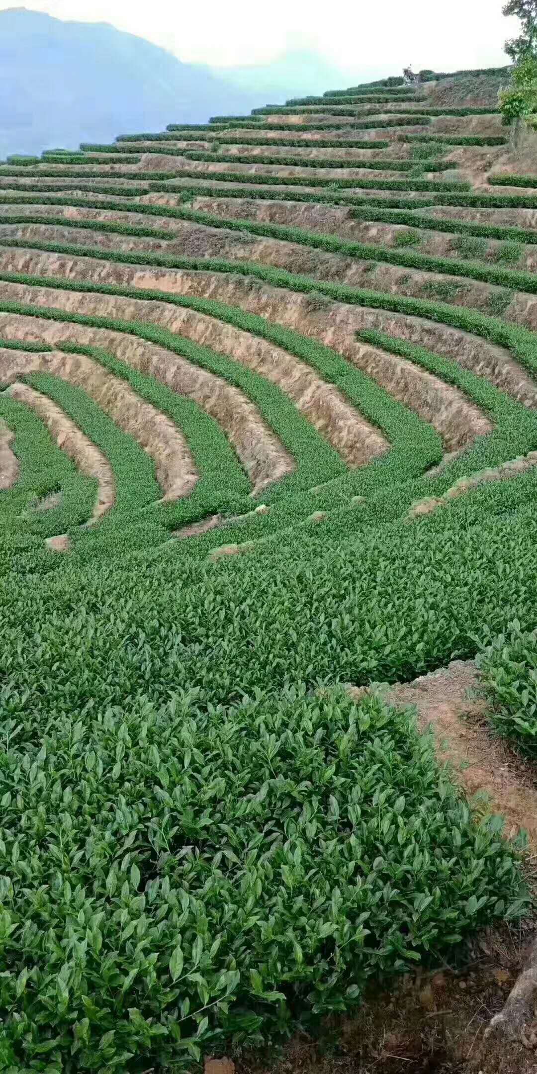微信图片_2020040111350714.jpg